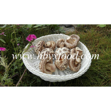 Сушеные грибы Шиитаке без стержня (белый цветок гриб)